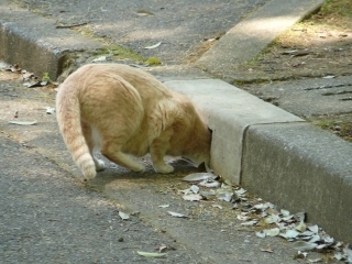 入る