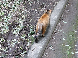 追い越し2