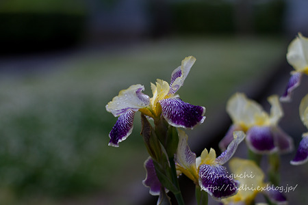 あがたの森公園 EOS7D EF50 F1.4
