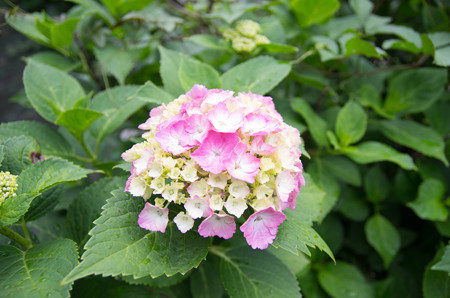 IMGP7806