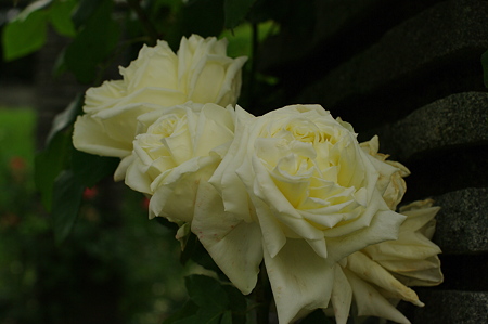 IMGP2205