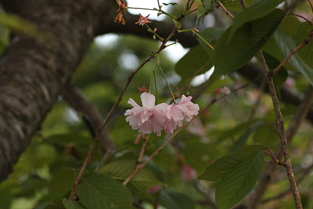 2009.05.24　白布　八重桜