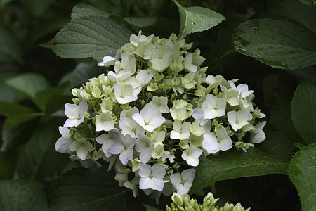 2009.06.06　追分市民の森　紫陽花-2