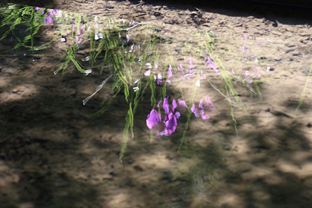 2009.06.07　明月院　本堂後庭園　花菖蒲-1
