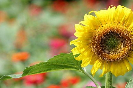 2009.07.25 追分市民の森 向日葵-1