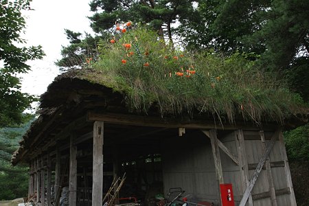 2009.08.12　遠野　曲り屋　納屋の上は花盛り