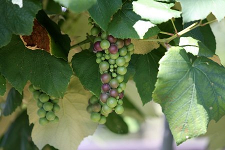 2009.08.12　遠野　葡萄