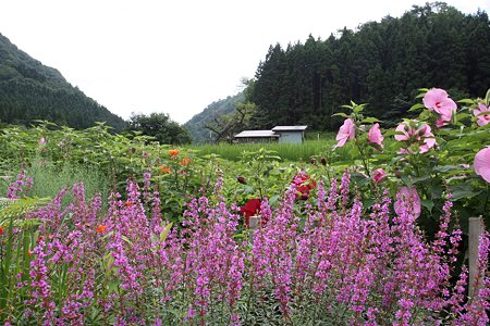 2009.08.15　山北町　雷　花咲く田圃