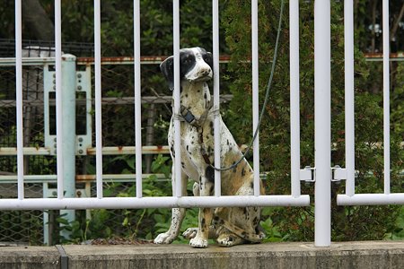 2009.10.17 和泉川 番犬