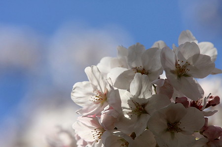 2011.04.13　和泉川　桜