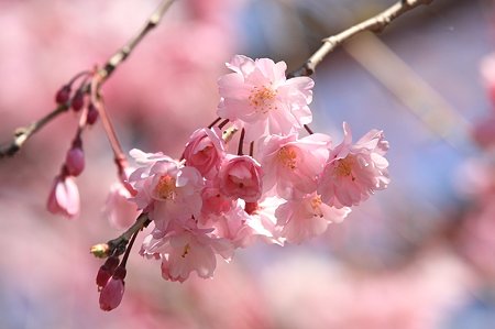 2011.04.13　和泉川　枝垂れ八重桜