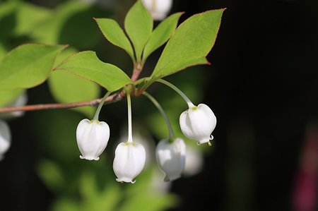 2011.04.29　和泉川　ドウダンツツジ