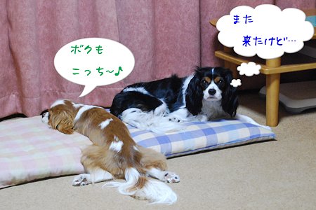 ついて来た・・・