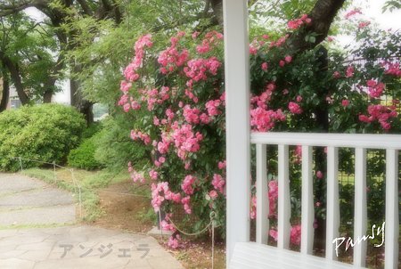 rose garden..4