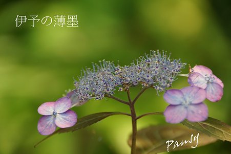 伊予の薄墨・・光則寺の山アジサイ 30