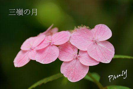 光則寺の山アジサイ 33