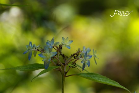 繊細・・ 山紫陽花