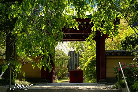 山紫陽花咲く・・寺院・・