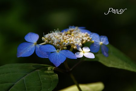 モン・アソ・・ 山紫陽花