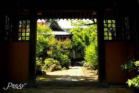 緑を額装・・
