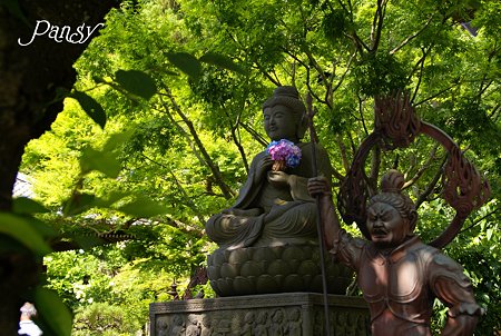 長谷あじさい物語・・23