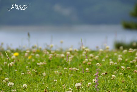 潮の香りがする野原・・