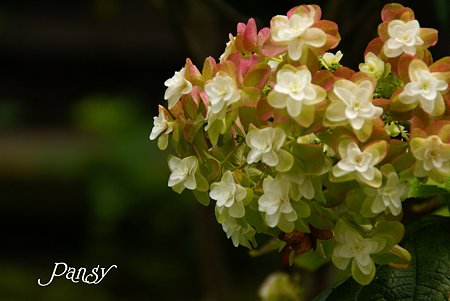 夏の柏葉紫陽花・・