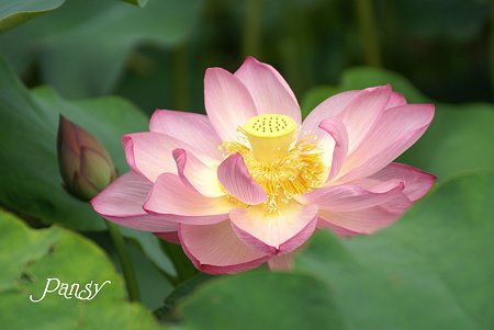 三渓園の原始蓮・・2