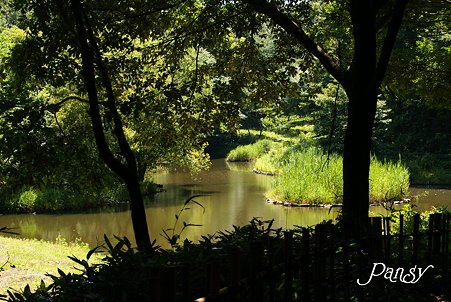 夏の池・・