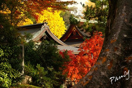 北野天満宮もみじ苑にて・・3