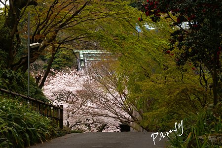 妙本寺の桜景色・・1