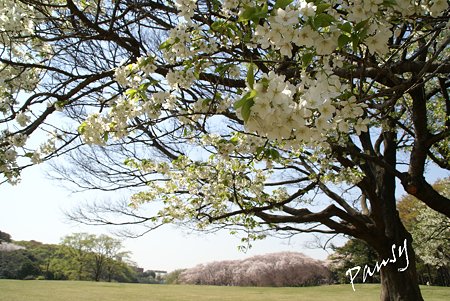 桜景色・・14