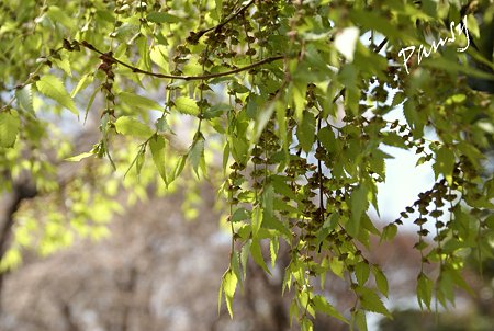 若葉 in 桜いろ。。