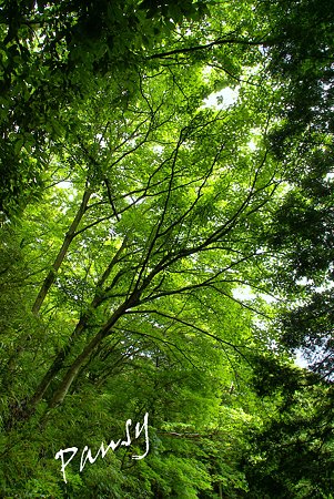 森の緑・・長興山紹太寺史跡さんぽ~24