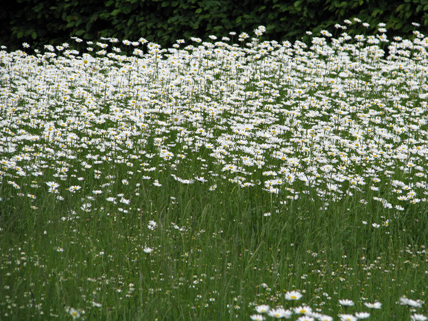 白いお花畑 写真共有サイト フォト蔵