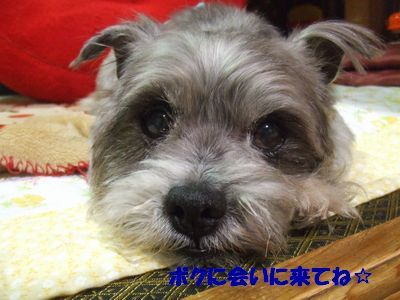 シュナmixのシンバ君