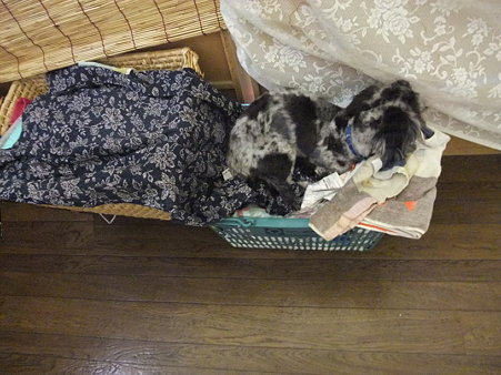 カゴで寝る男