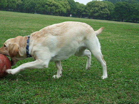 追っかけまくる