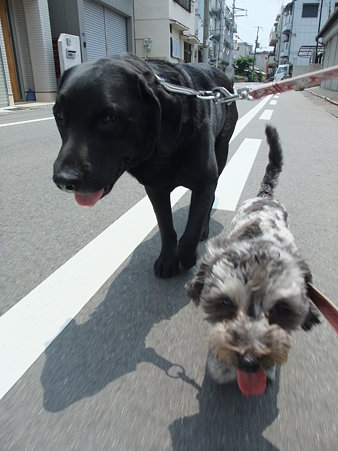 暑くてヘロヘロ