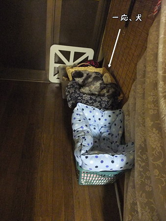 一、応犬