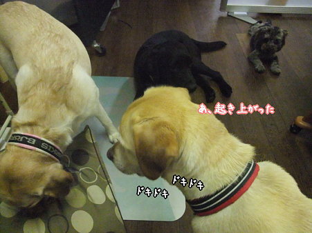 だけど…紫音は怖いみたい