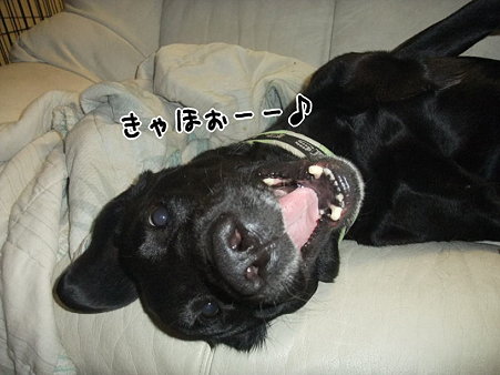 きゃほぉー