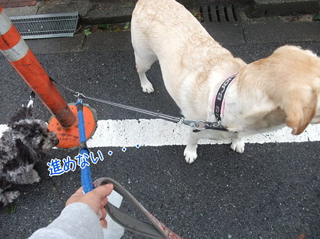 進めない・・・