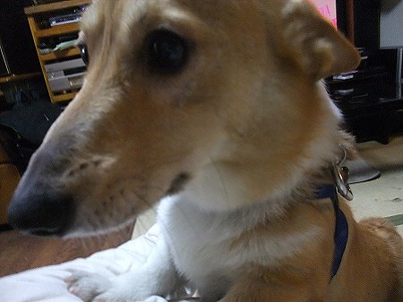甘えん坊の元気君
