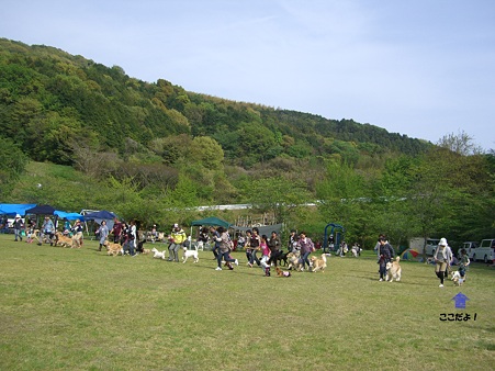 わんこの大運動会