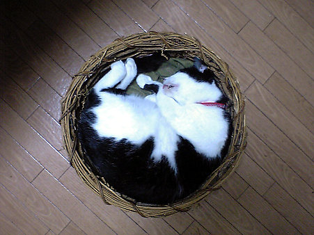 ハネちゃん