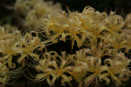白花マンジュシャゲ090912-256