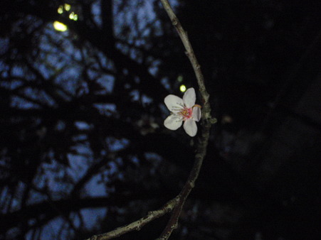 オトボケ桜