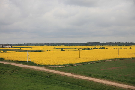 DPP_1068