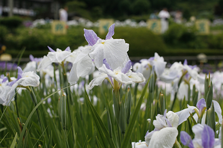 柳生花しょうぶ園 - 08